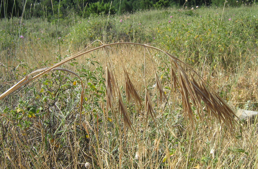 Image of Anisantha diandra specimen.