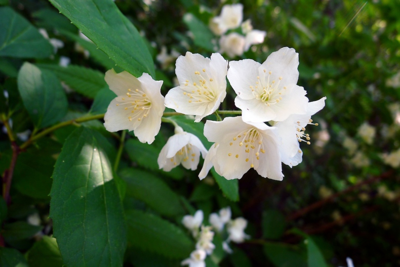 Изображение особи Philadelphus tenuifolius.