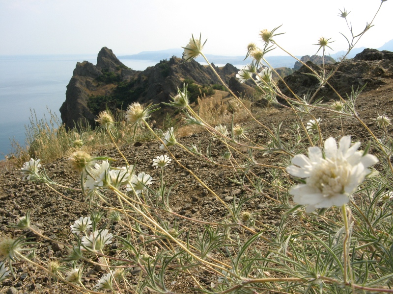 Image of Lomelosia argentea specimen.