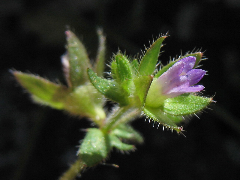 Image of Campanula erinus specimen.