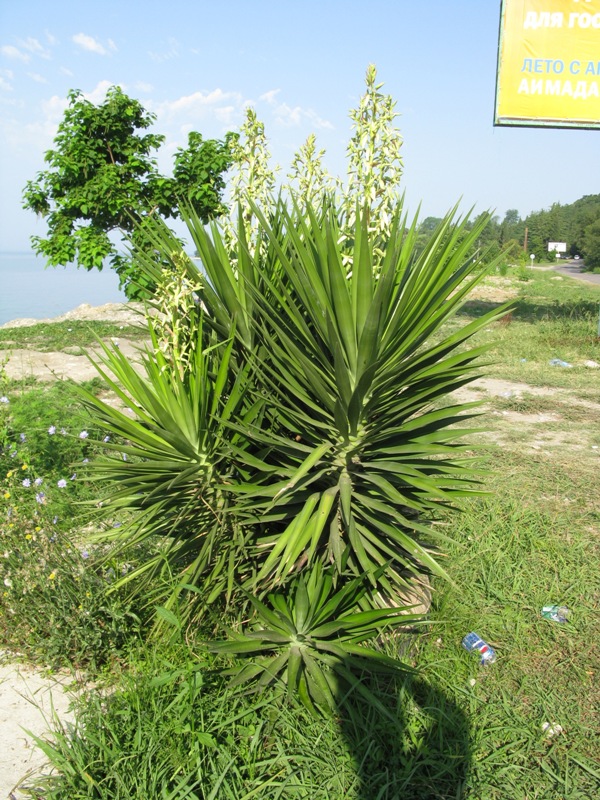 Image of Yucca aloifolia specimen.