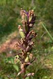 Dactylorhiza fuchsii. Часть соплодия. Свердловская обл., окр. г. Североуральск, южная окраина Колонгинского водохранилища, болото. 14.08.2011.