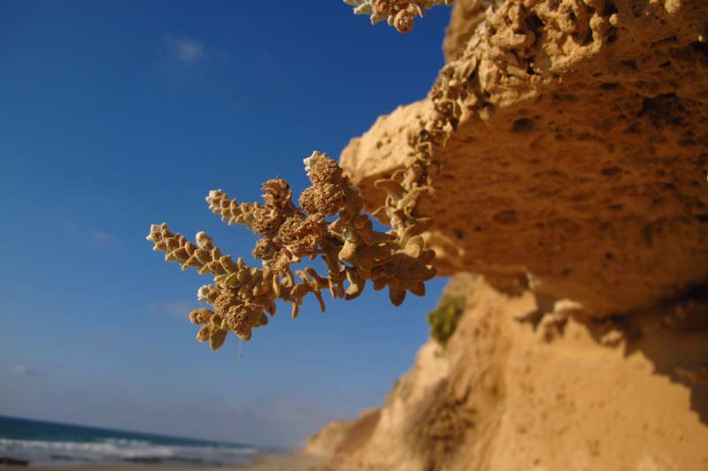 Image of Otanthus maritimus specimen.