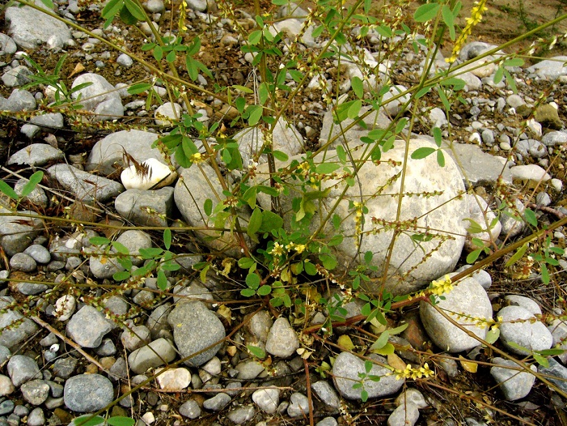 Image of Melilotus officinalis specimen.