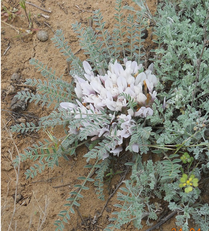 Image of Astragalus dolichophyllus specimen.