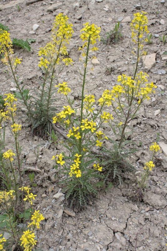 Image of Erysimum callicarpum specimen.