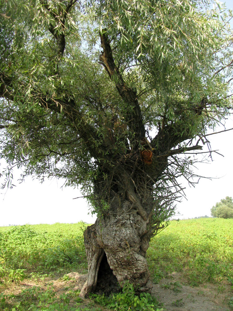 Image of Salix alba specimen.