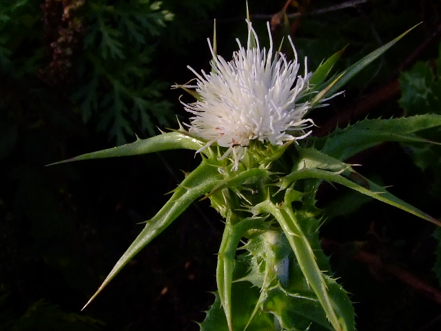 Image of Silybum marianum specimen.