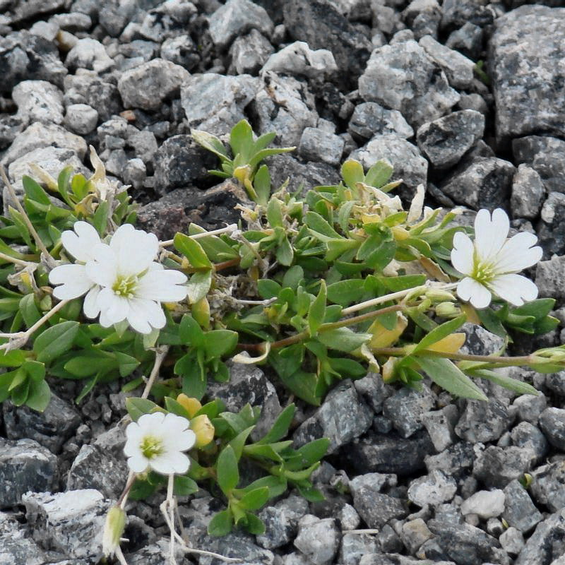 Изображение особи Cerastium alpinum.