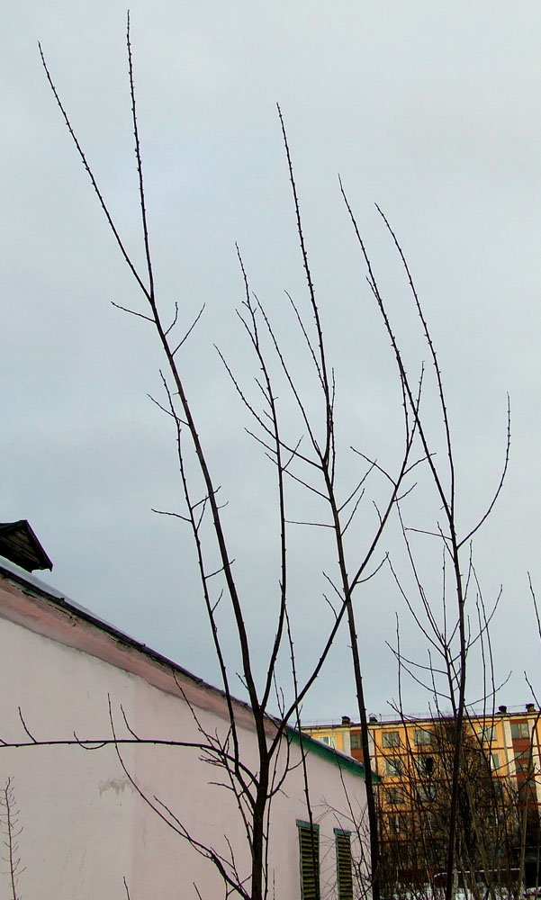 Image of Salix phylicifolia specimen.