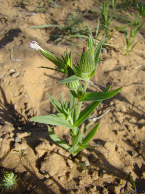 Image of Pleconax coniflora specimen.