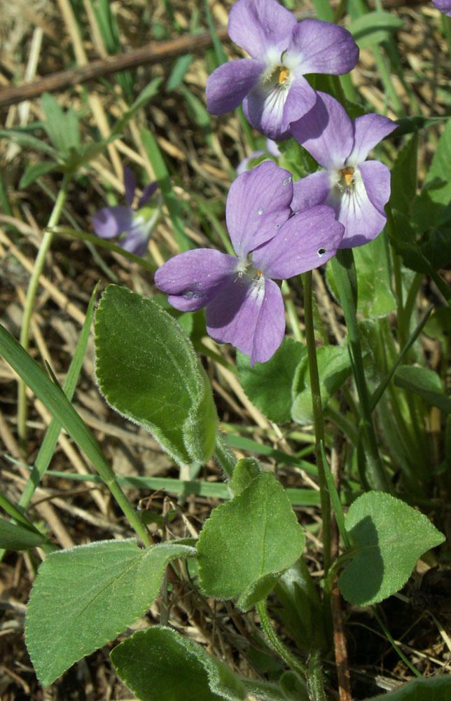 Image of Viola hirta specimen.