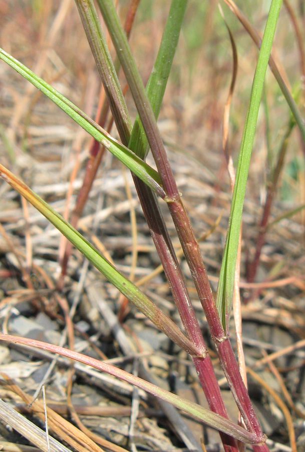 Изображение особи Lolium rigidum.