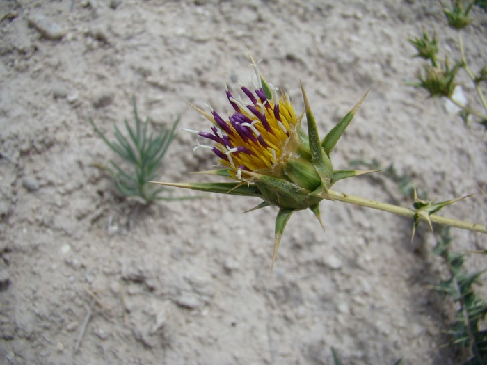 Image of Cousinia pungens specimen.