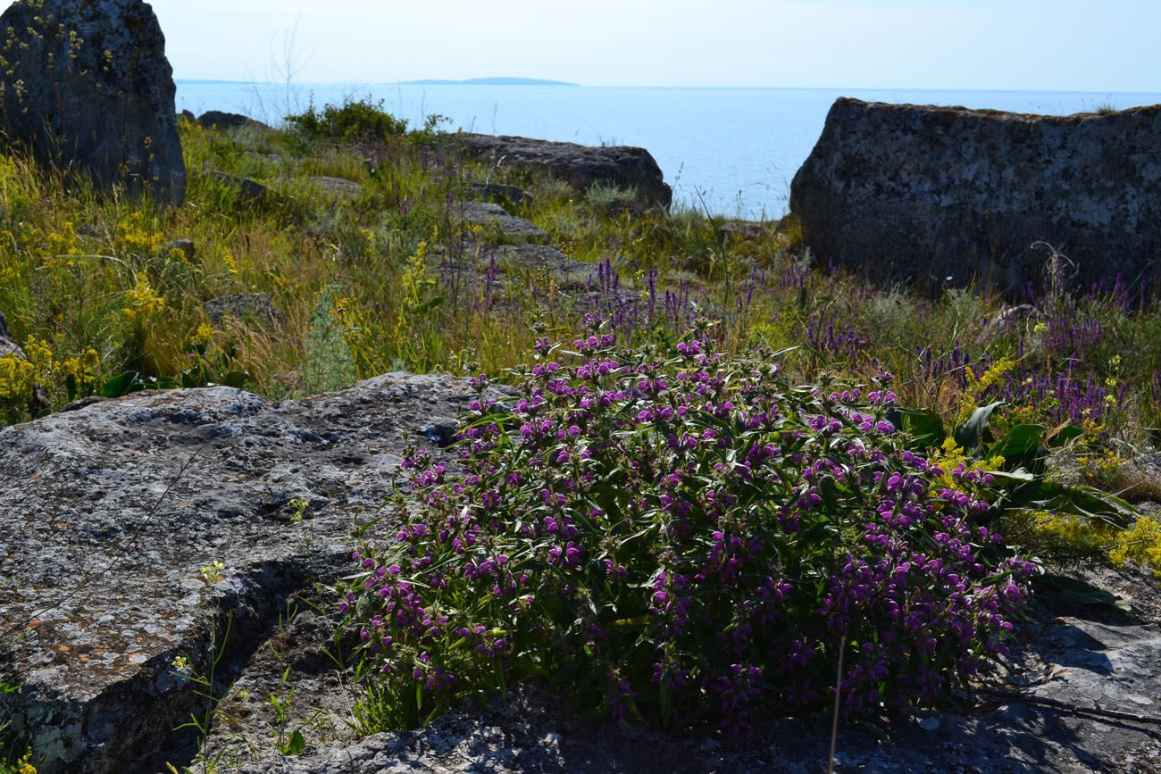 Image of Phlomis pungens specimen.