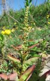 Lipandra polysperma