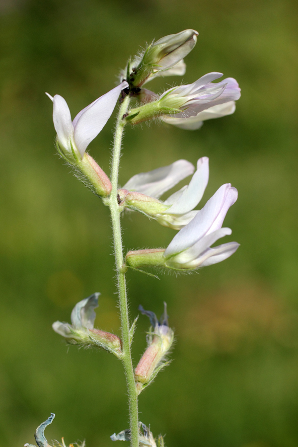 Image of Oxytropis pilosissima specimen.