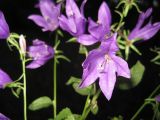 Campanula × spryginii