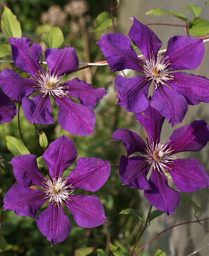 Image of Clematis &times; jackmanii specimen.