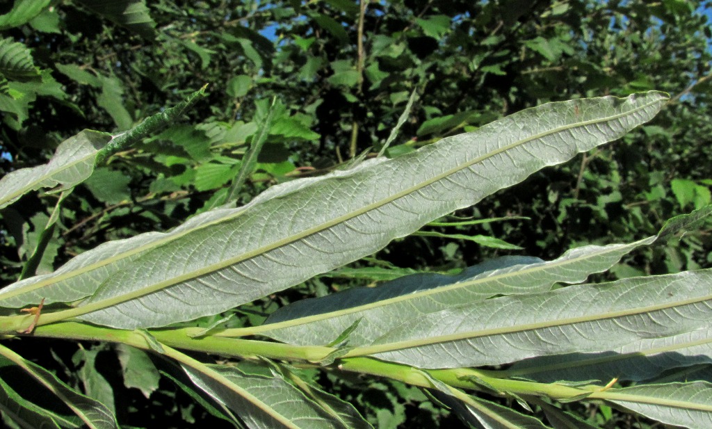 Image of Salix gmelinii specimen.