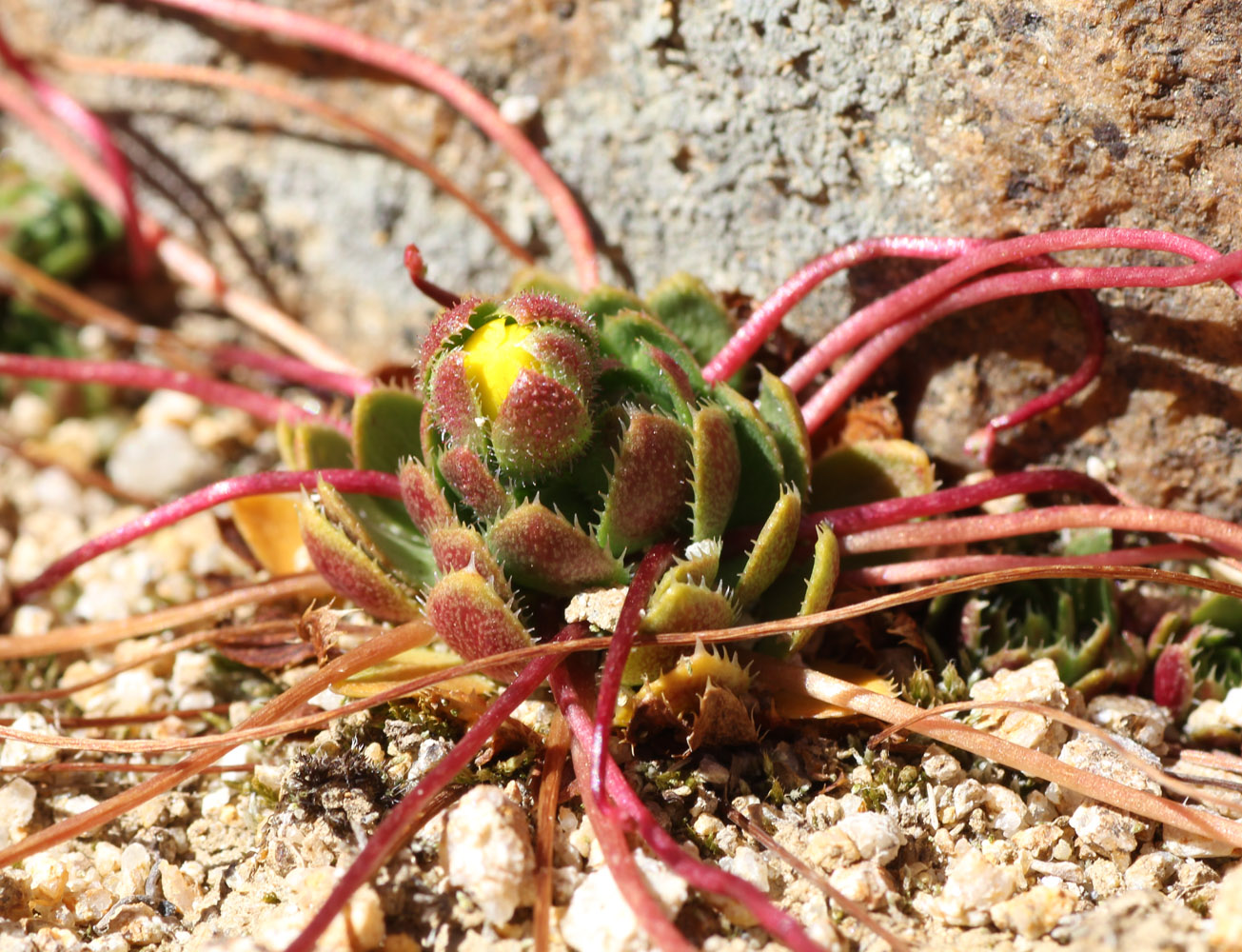 Image of Saxifraga flagellaris specimen.