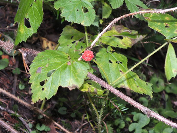 Изображение особи Rubus matsumuranus.