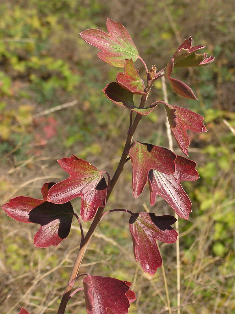 Изображение особи Ribes aureum.