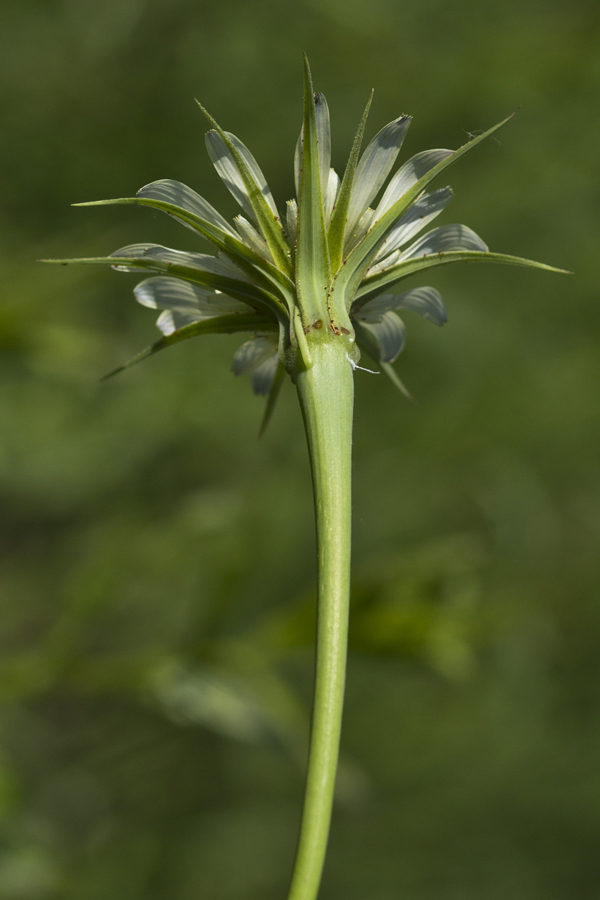 Image of Tragopogon dubius ssp. major specimen.