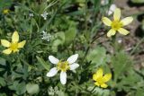 Ranunculus oxyspermus