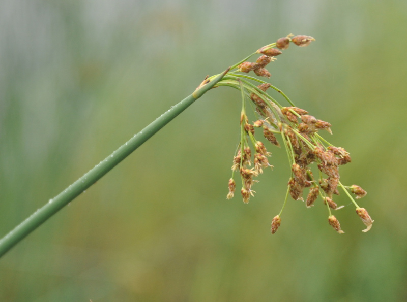 Image of Schoenoplectus hippolyti specimen.