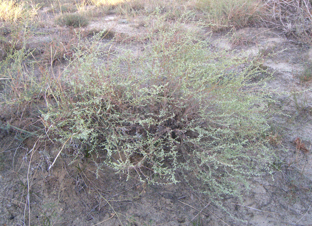 Image of genus Artemisia specimen.