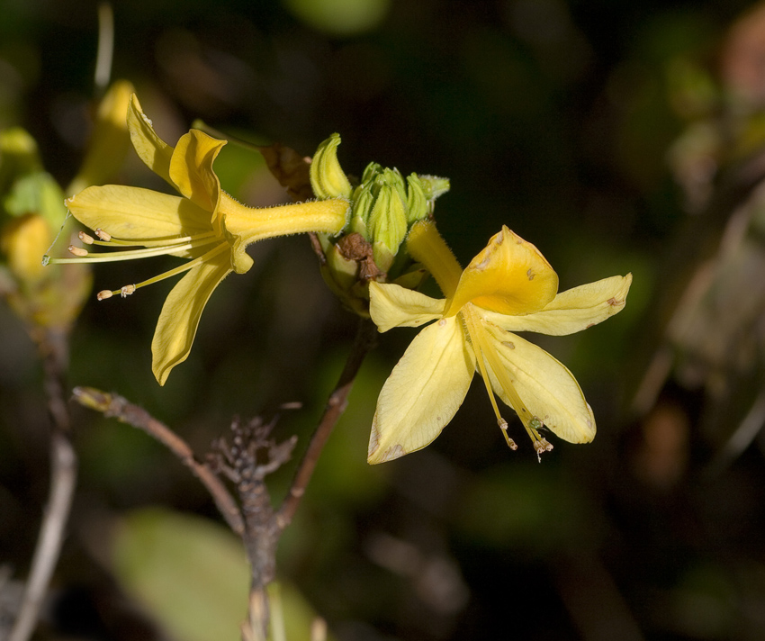 Image of Rhododendron luteum specimen.