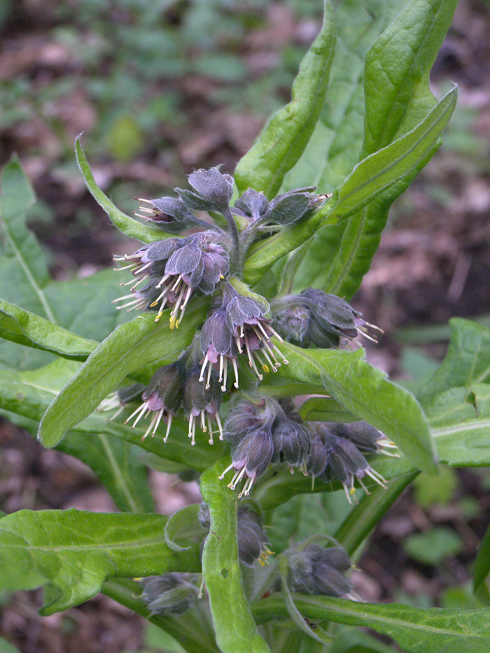 Image of Solenanthus biebersteinii specimen.