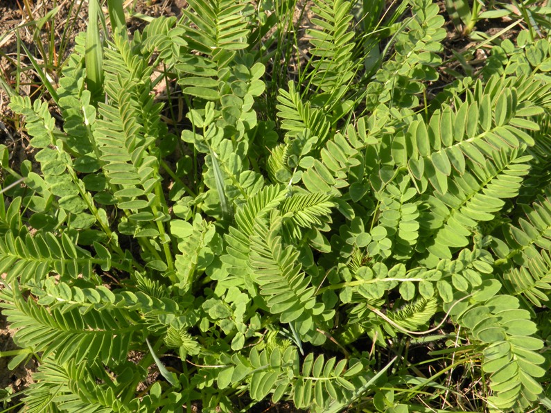 Image of Astragalus ponticus specimen.