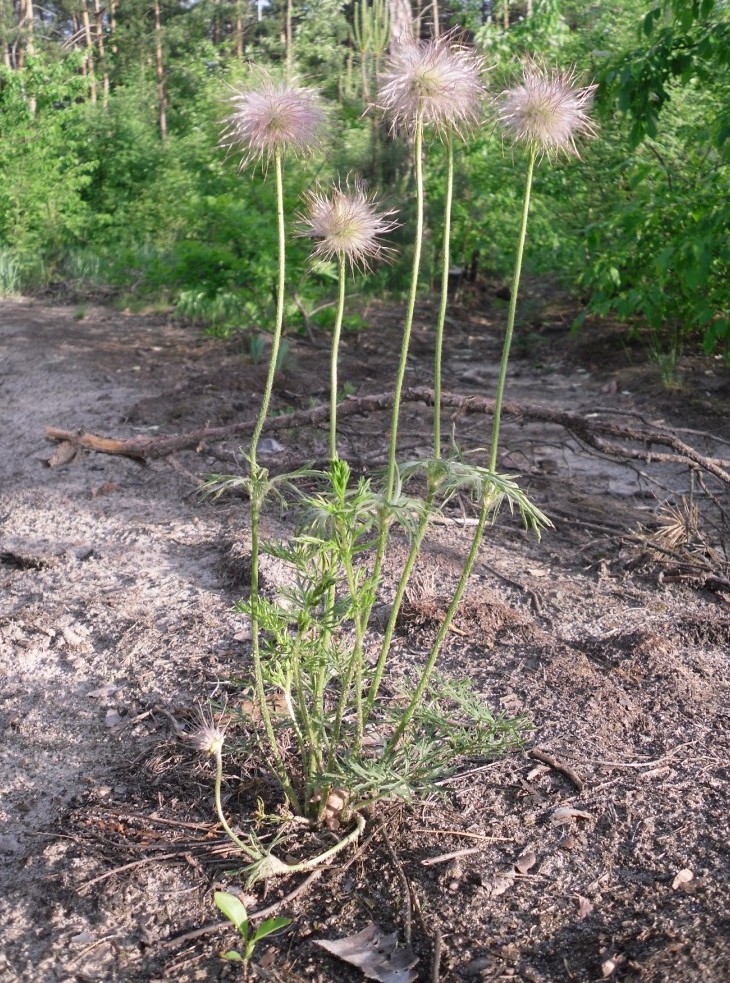 Изображение особи Pulsatilla pratensis.