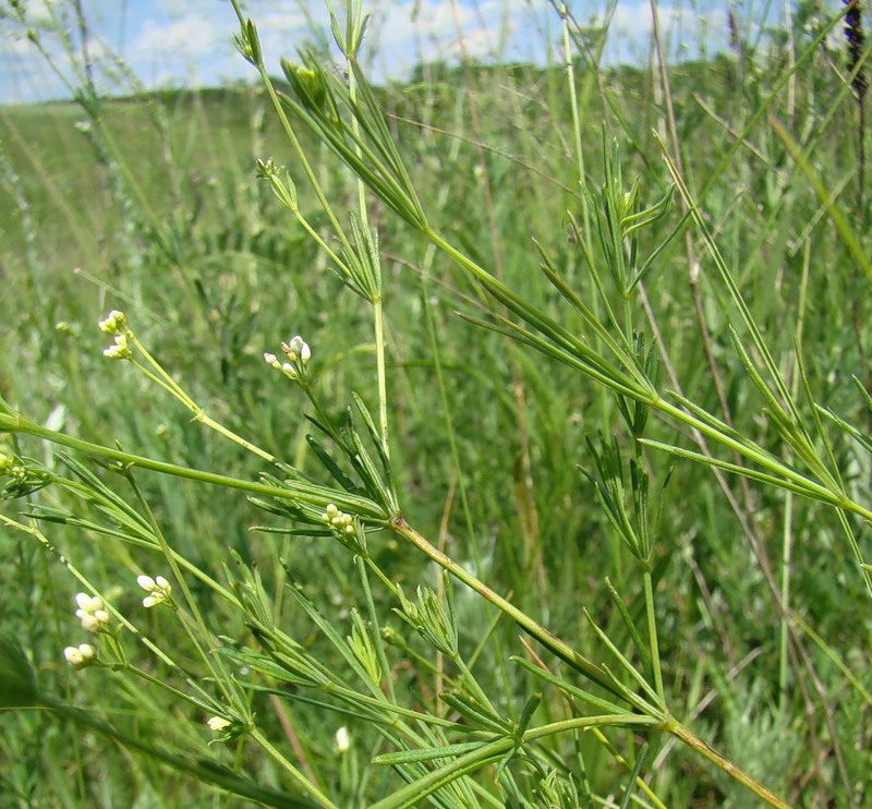 Изображение особи Galium octonarium.