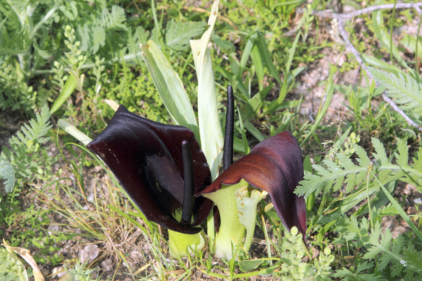 Image of Eminium lehmannii specimen.