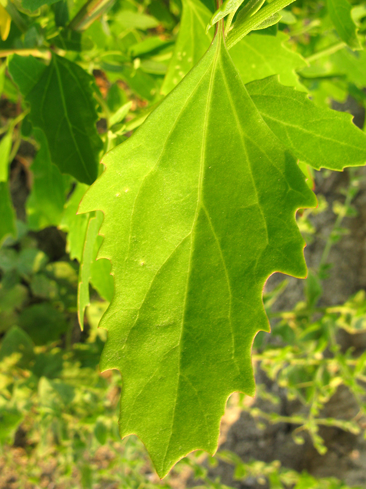 Изображение особи род Chenopodium.