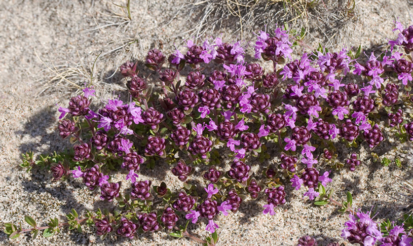 Image of Thymus subarcticus specimen.