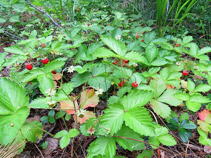 Изображение особи Fragaria vesca.