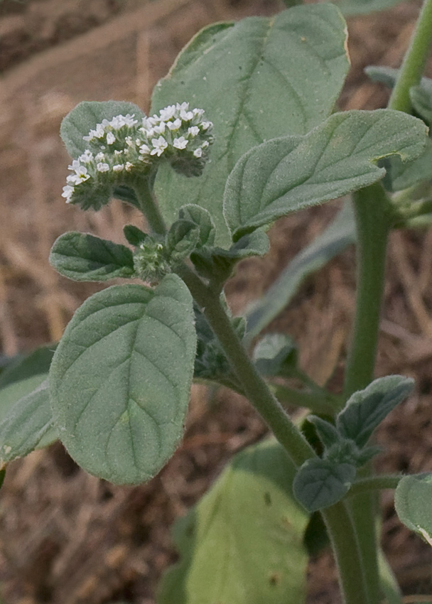 Image of genus Heliotropium specimen.