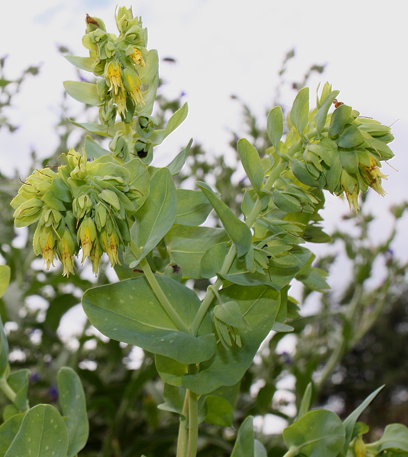 Image of Cerinthe major specimen.