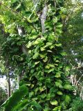 Epipremnum aureum