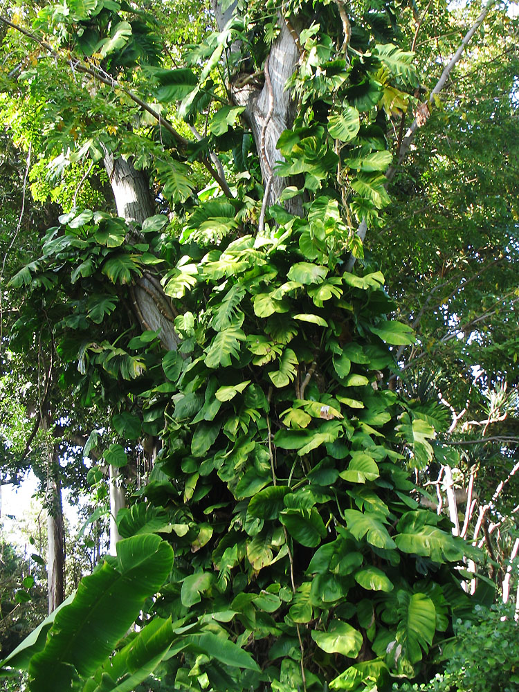 Image of Epipremnum aureum specimen.