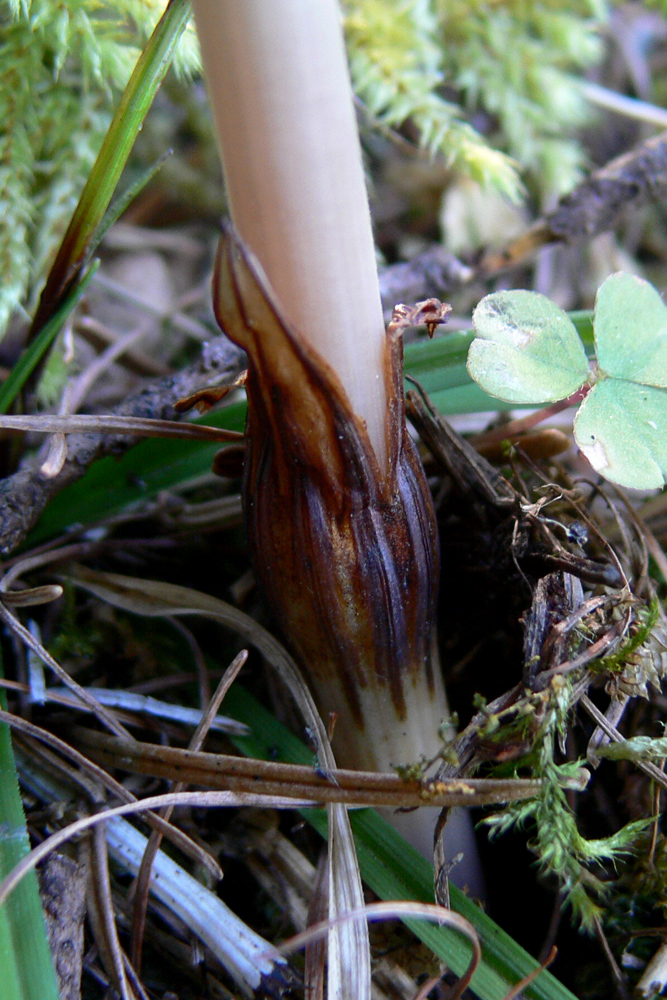 Изображение особи Equisetum sylvaticum.