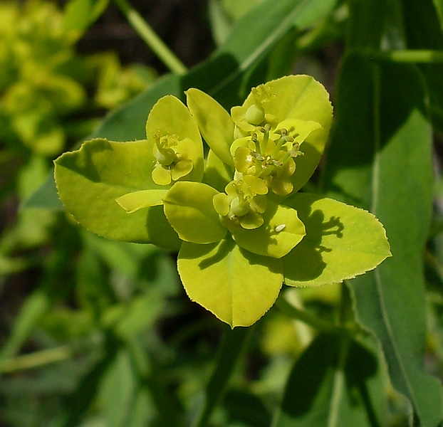 Изображение особи Euphorbia semivillosa.