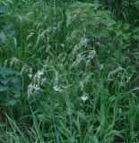 Silene nutans