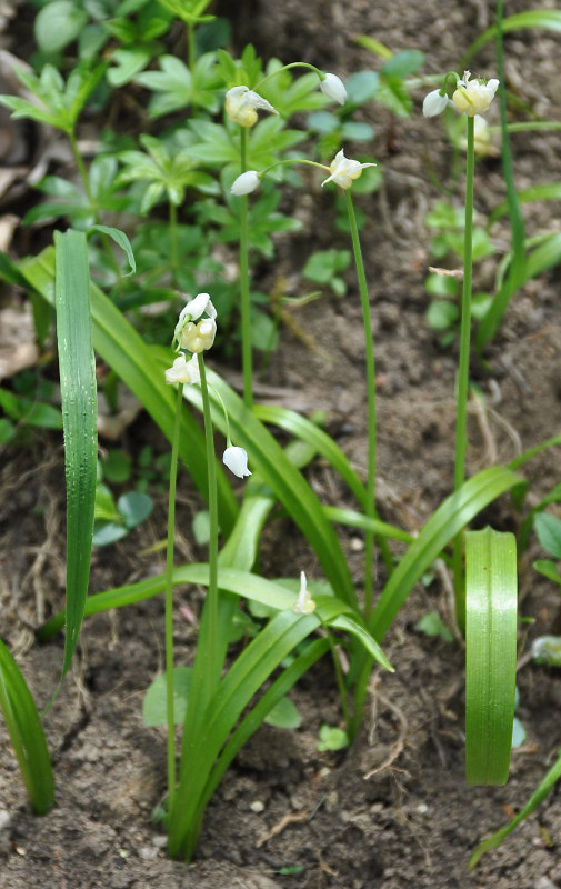 Image of Allium paradoxum specimen.
