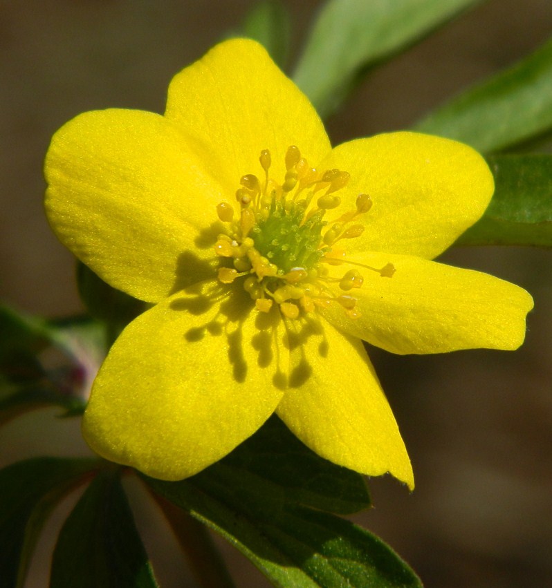 Изображение особи Anemone ranunculoides.