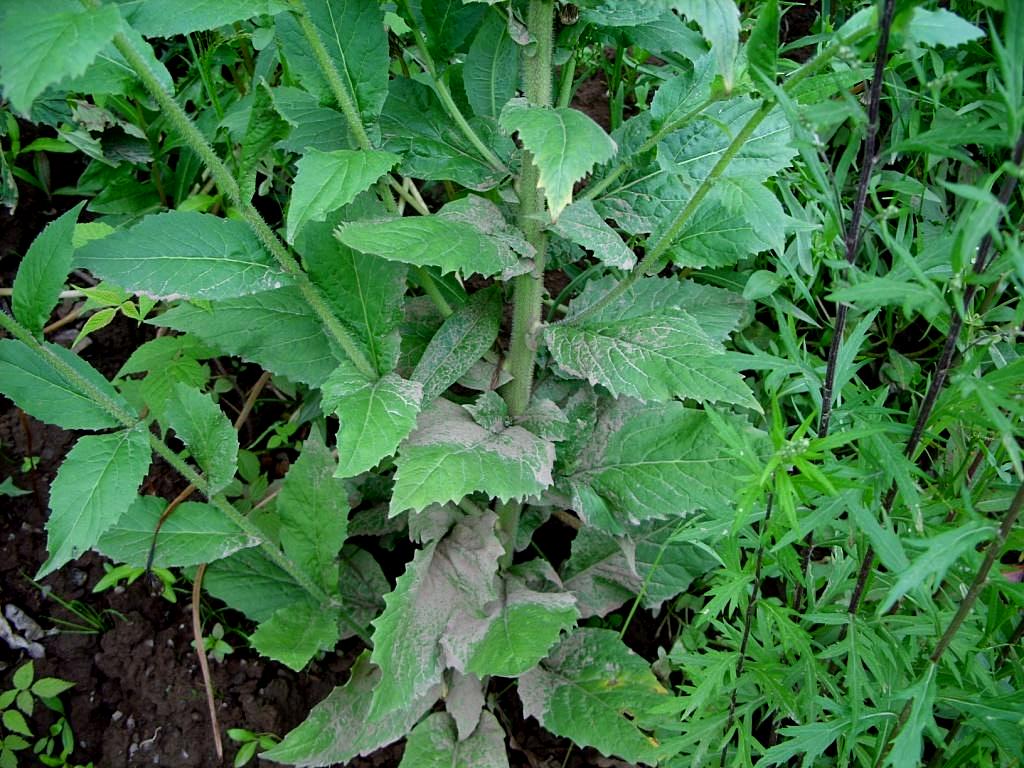 Image of Arabis pendula specimen.